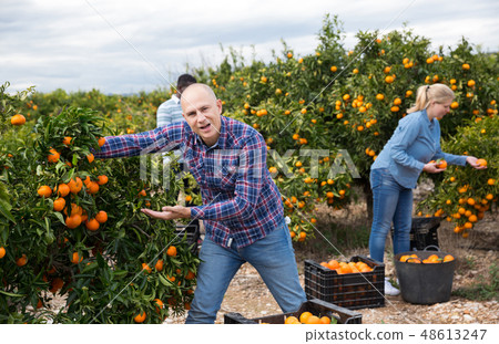 Farmer showing ripe mandarins on tree Farmer showing ripe mandarins on tree 48613247