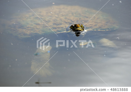 Australian freshwater turtle 48613888