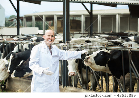 Portrait of veterinary caring cows Portrait of veterinary caring cows 48613889