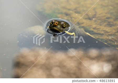 Australian freshwater turtle Australian freshwater turtle 48613891