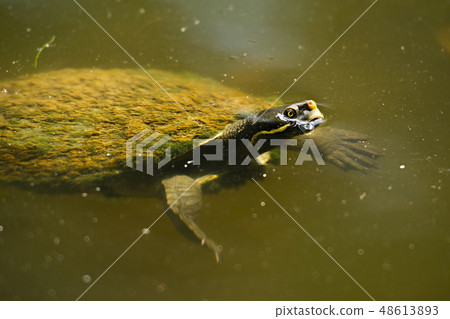 Australian freshwater turtle Australian freshwater turtle 48613893