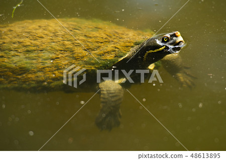Australian freshwater turtle Australian freshwater turtle 48613895