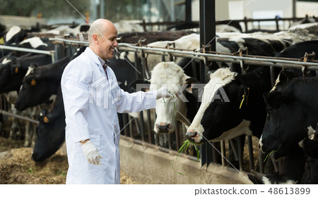 Veterinarian with cows in livestock farm Veterinarian with cows in livestock farm 48613899