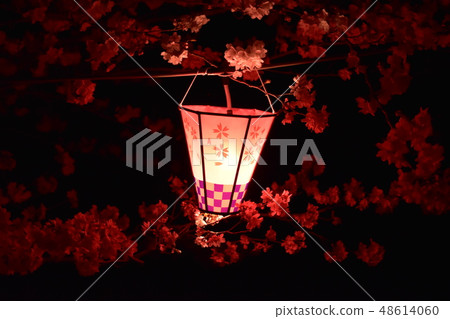 Lantern to light cherry blossoms at evening Lantern to light cherry blossoms at evening 48614060