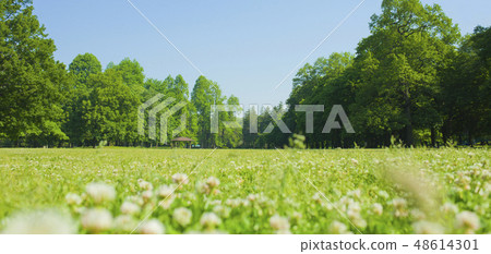 園林花卉 48614301