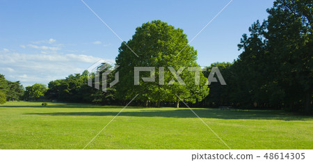 公園樹 48614305
