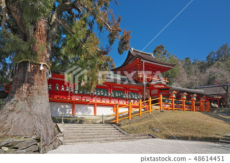 [Kasuga Taisha Shrine] Kasugano Town, Nara City, Nara Prefecture 48614451