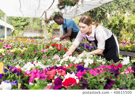 Florist girl working in greenhouse Florist girl working in greenhouse 48615500