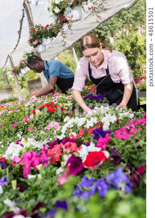 Female worker checking flowers in glasshouse 48615501