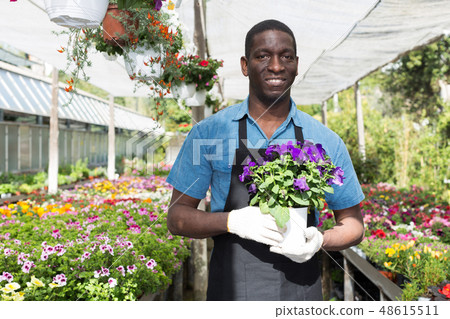 Man arranging flowers in glasshouse Man arranging flowers in glasshouse 48615511