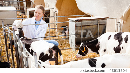 Veterinarian inspecting calves in dairy farm Veterinarian inspecting calves in dairy farm 48615804