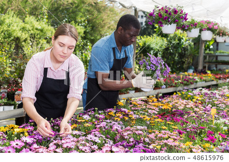 Florists working in greenhouse 48615976