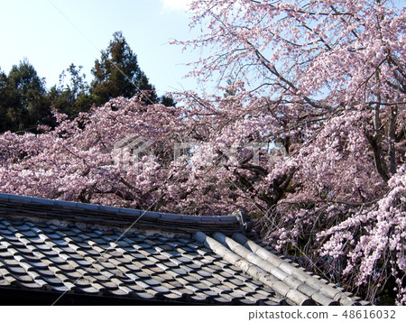 [京都府]在大寺寺哭泣的櫻花樹 48616032