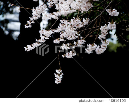 Cherry Blossoms Yoshino cherry tree 48616103
