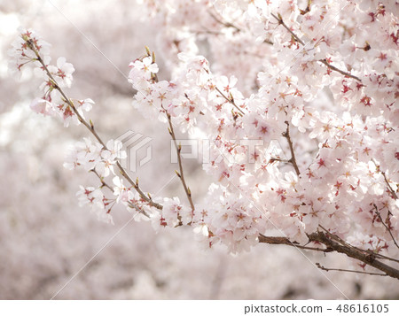 Cherry Blossoms Yoshino cherry tree Cherry Blossoms Yoshino cherry tree 48616105
