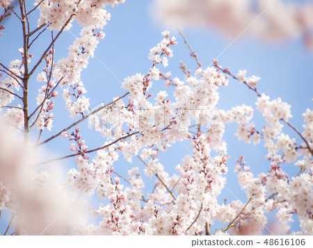 Cherry Blossoms Yoshino cherry tree Cherry Blossoms Yoshino cherry tree 48616106