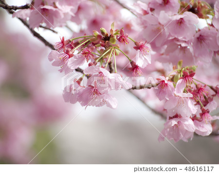 Cherry Blossoms	 48616117