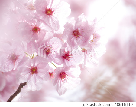 Cherry Blossoms Cherry Blossoms 48616119