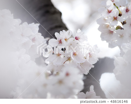 Cherry Blossoms Yoshino cherry tree Cherry Blossoms Yoshino cherry tree 48616146