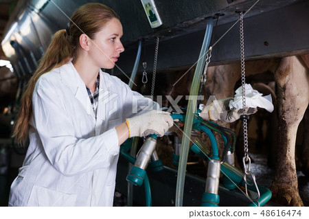 Woman working at milking line Woman working at milking line 48616474