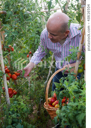 Man harvesting tomatoes Man harvesting tomatoes 48616504