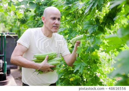 Man harvesting bitter gourd Man harvesting bitter gourd 48616556