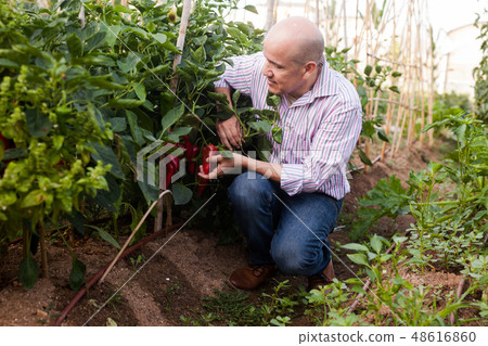 Gardener checking red peppers harvest Gardener checking red peppers harvest 48616860