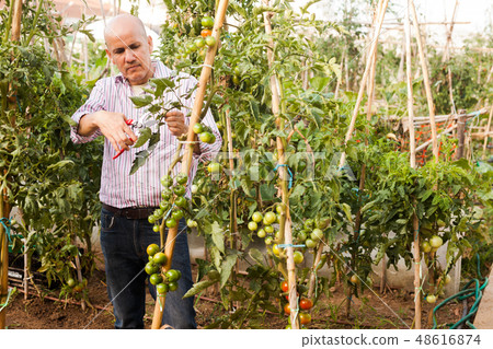 Man cutting tomatoes plants Man cutting tomatoes plants 48616874