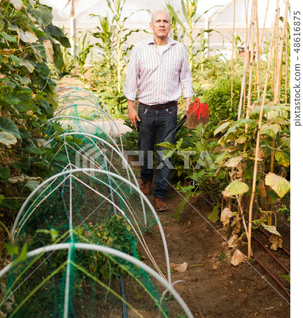 Gardener working in glasshouse Gardener working in glasshouse 48616875