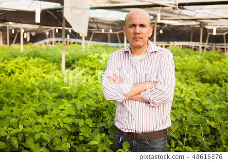 Gardener inspecting white jute plants Gardener inspecting white jute plants 48616876