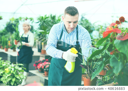 Man gardener is processing flowers with substances in greenhouse. Man gardener is processing flowers with substances in greenhouse. 48616883