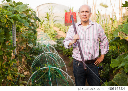 Gardener working in glasshouse Gardener working in glasshouse 48616884