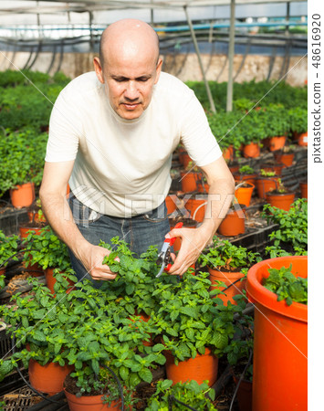 Gardener working with mint plants Gardener working with mint plants 48616920