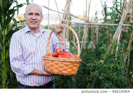 Gardener with tomatoes harvest Gardener with tomatoes harvest 48616964