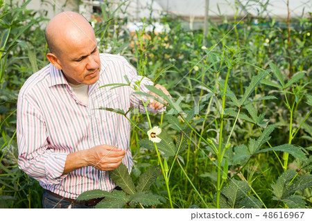 Gardener checking okra plants Gardener checking okra plants 48616967
