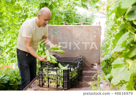 Man harvesting bitter gourd Man harvesting bitter gourd 48616979