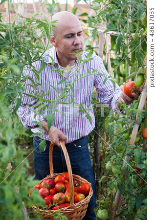 Man harvesting tomatoes 48617035