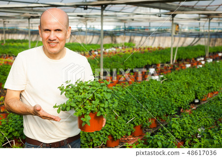 Gardener working with mint plants Gardener working with mint plants 48617036