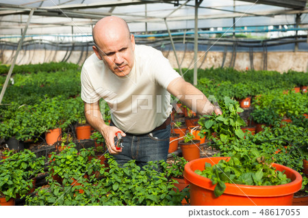 Gardener working with mint plants 48617055