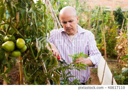 Man cutting tomatoes plants Man cutting tomatoes plants 48617110