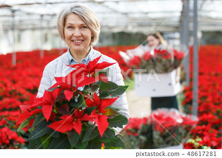 Happy woman with poinsettia in glasshouse Happy woman with poinsettia in glasshouse 48617281