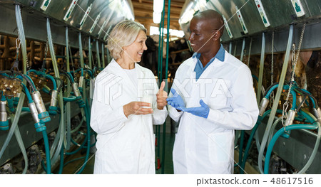 Farm milkmaids man and woman standing with fresh milk near cow milking machines Farm milkmaids man and woman standing with fresh milk near cow milking machines 48617516