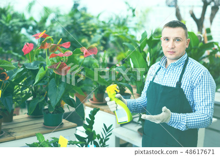 Man gardener is demonstraiting substances for care of flowers in greenhouse. Man gardener is demonstraiting substances for care of flowers in greenhouse. 48617671