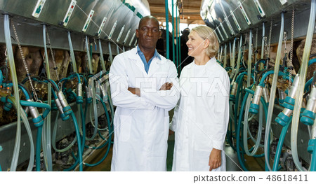 Milkmaids man and woman standing near automatical cow milking machines Milkmaids man and woman standing near automatical cow milking machines 48618411