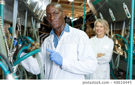 Farm milkmaid man in bathrobe standing near automatical cow milking machines Farm milkmaid man in bathrobe standing near automatical cow milking machines 48618445