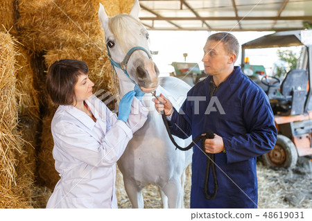 Female veterinarian examining horse Female veterinarian examining horse 48619031