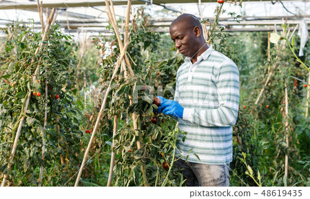Worker checking tomato plants 48619435