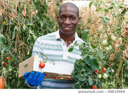 Satisfied farmer harvesting tomatoes Satisfied farmer harvesting tomatoes 48619464
