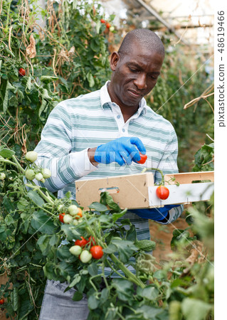 Farmer gathering in crops of tomatoes Farmer gathering in crops of tomatoes 48619466