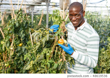 Smiling worker checking tomato plants 48619536